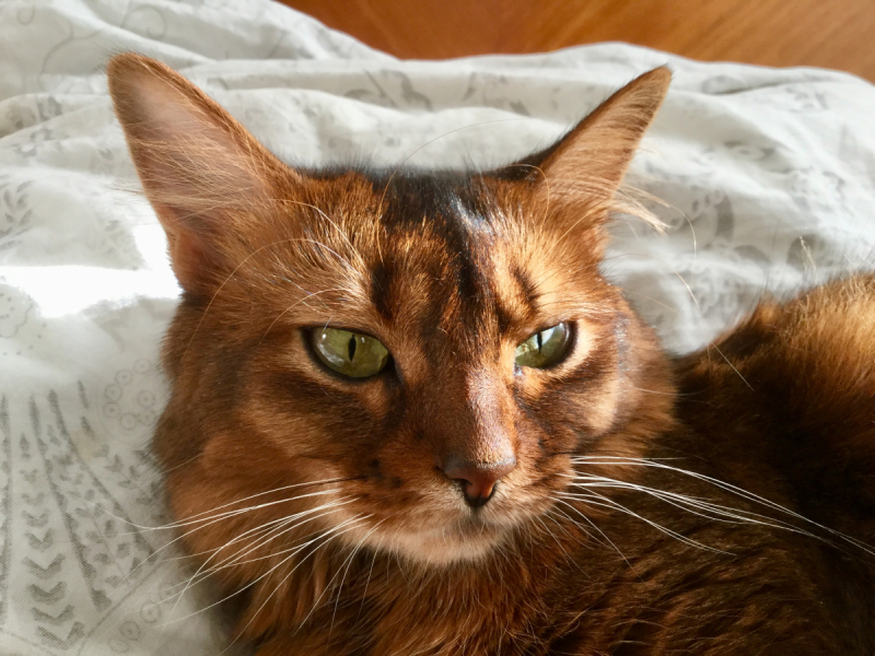 Кошки в нашей жизни. Кошки и все, что с ними связано.