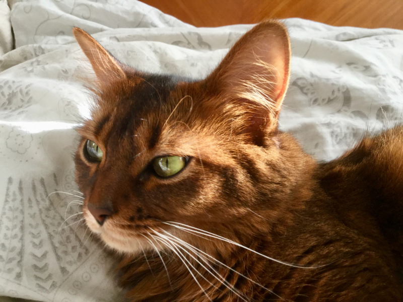 Кошки в нашей жизни. Кошки и все, что с ними связано.