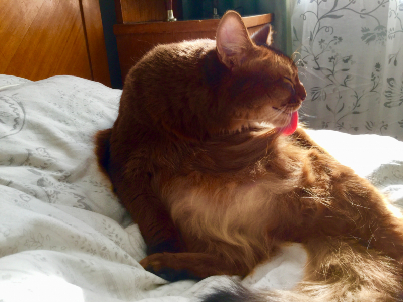 Кошки в нашей жизни. Кошки и все, что с ними связано.