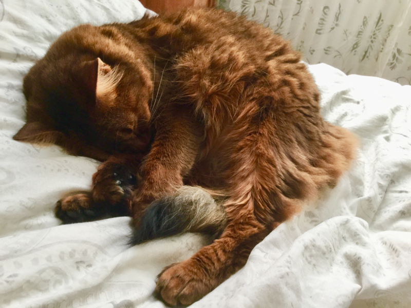 Кошки в нашей жизни. Кошки и все, что с ними связано.