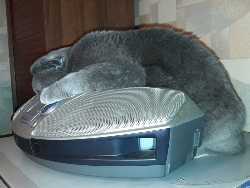 Кошки в нашей жизни. Кошки и все, что с ними связано.