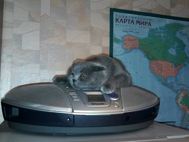 Кошки в нашей жизни. Кошки и все, что с ними связано.