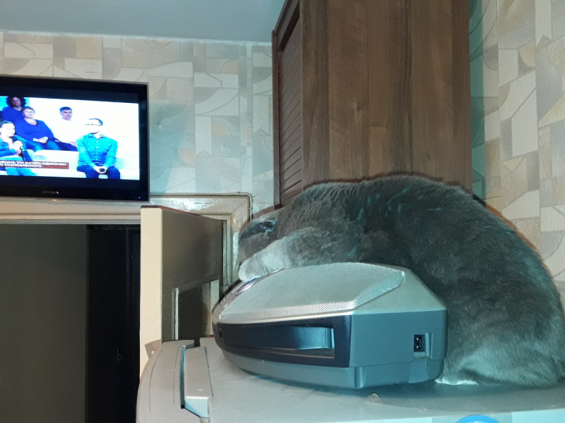 Кошки в нашей жизни. Кошки и все, что с ними связано.