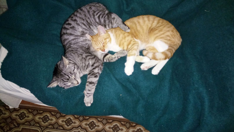 Кошки в нашей жизни. Кошки и все, что с ними связано.