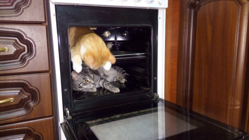 Кошки в нашей жизни. Кошки и все, что с ними связано.