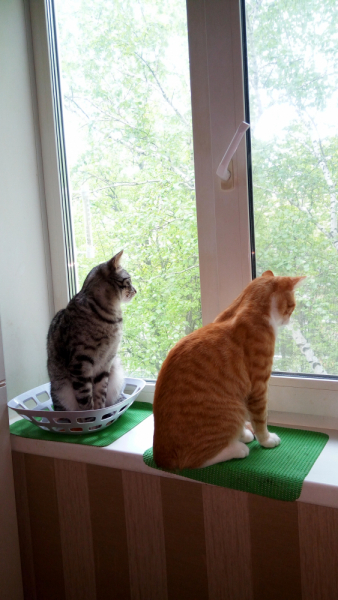 Кошки в нашей жизни. Кошки и все, что с ними связано.