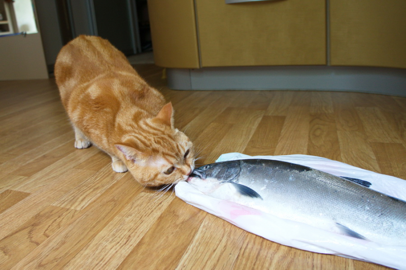 Кошки в нашей жизни. Кошки и все, что с ними связано.