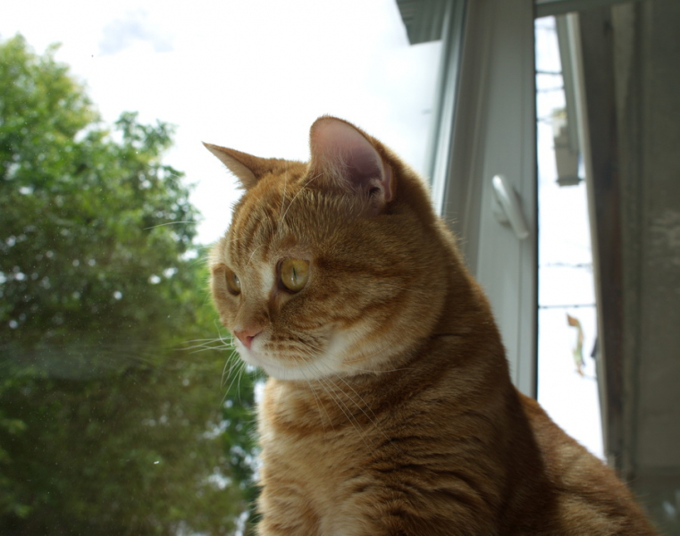 Кошки в нашей жизни. Кошки и все, что с ними связано.