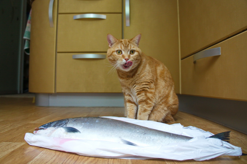 Кошки в нашей жизни. Кошки и все, что с ними связано.