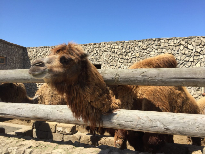 Баку, практический май 2018