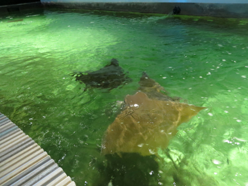 Весенняя Моравия на поездах, автобусах и пешком