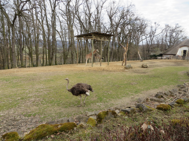 Весенняя Моравия на поездах, автобусах и пешком