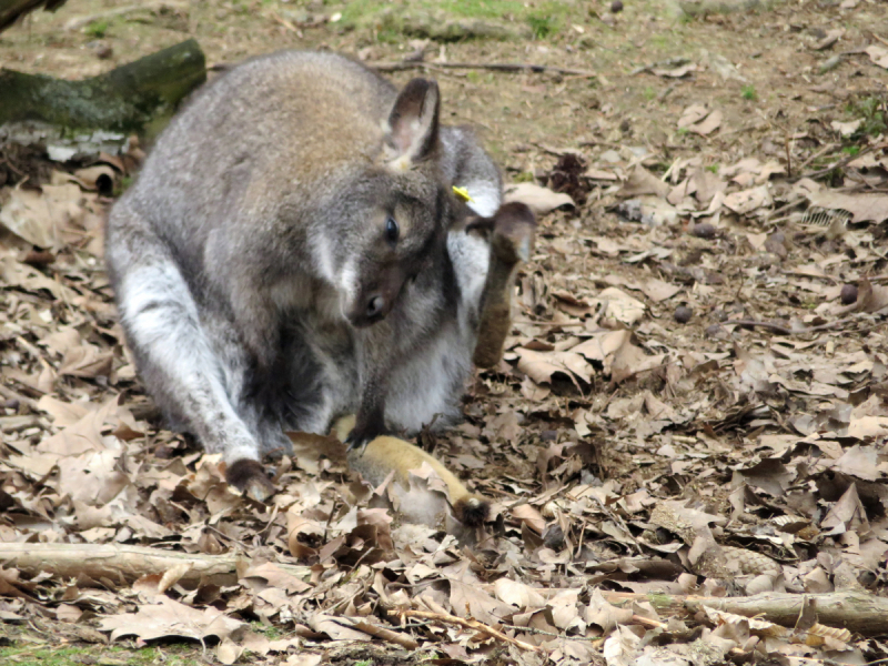 Весенняя Моравия на поездах, автобусах и пешком
