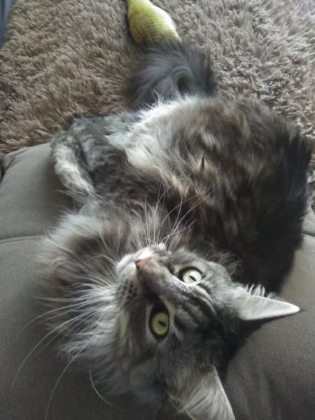 Кошки в нашей жизни. Кошки и все, что с ними связано.