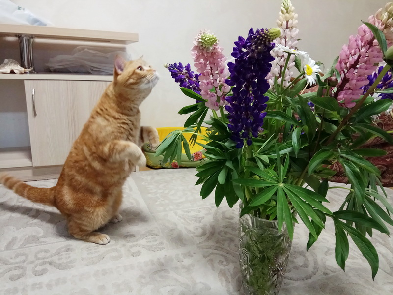 Кошки в нашей жизни. Кошки и все, что с ними связано.