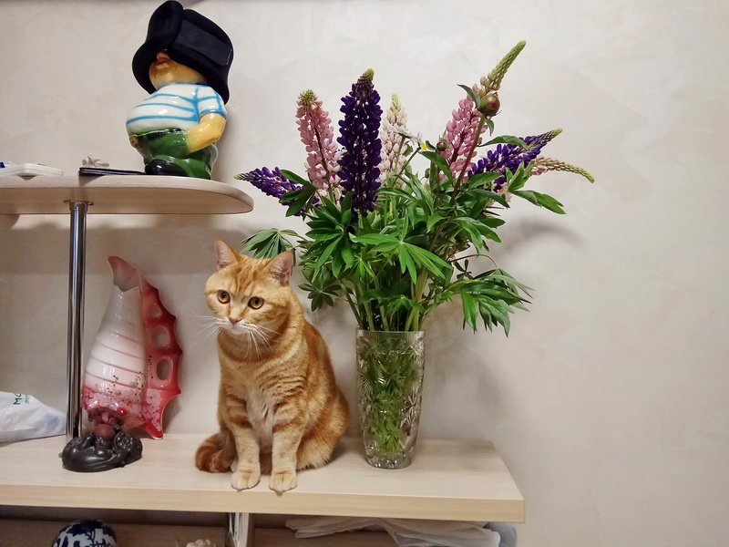 Кошки в нашей жизни. Кошки и все, что с ними связано.