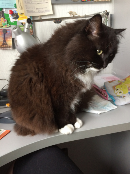 Кошки в нашей жизни. Кошки и все, что с ними связано.