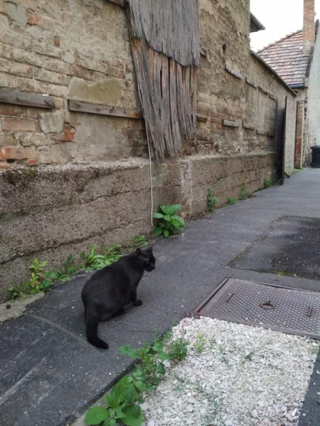 Кошки в нашей жизни. Кошки и все, что с ними связано.