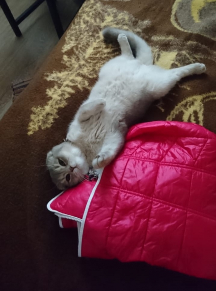 Кошки в нашей жизни. Кошки и все, что с ними связано.