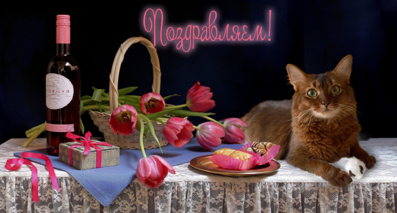 Кошки в нашей жизни. Кошки и все, что с ними связано.