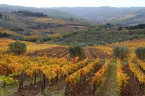 Сезон трюфелей в Пьемонте, виноградники Бароло, долина Кьянти