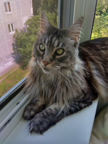 Кошки в нашей жизни. Кошки и все, что с ними связано.