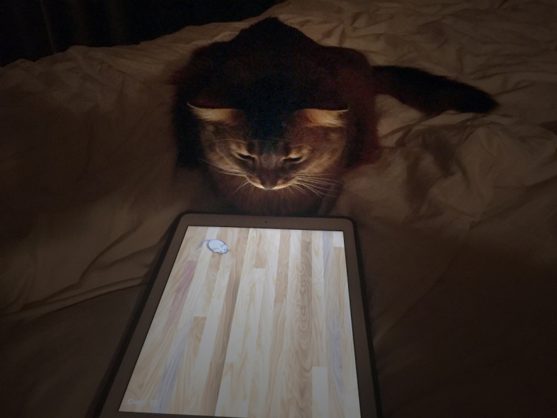 Кошки в нашей жизни. Кошки и все, что с ними связано.