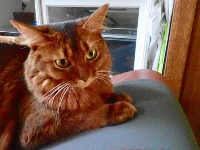 Кошки в нашей жизни. Кошки и все, что с ними связано.