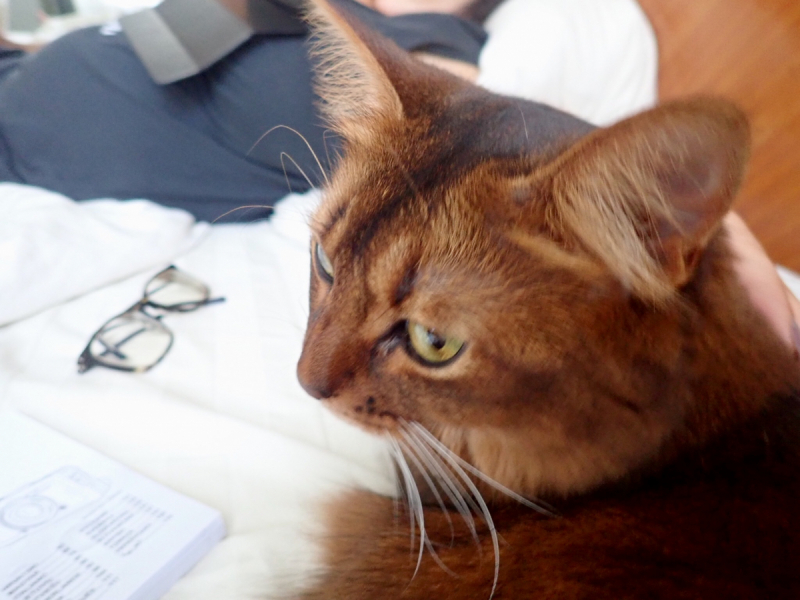 Кошки в нашей жизни. Кошки и все, что с ними связано.