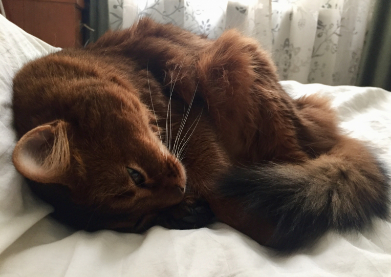 Кошки в нашей жизни. Кошки и все, что с ними связано.