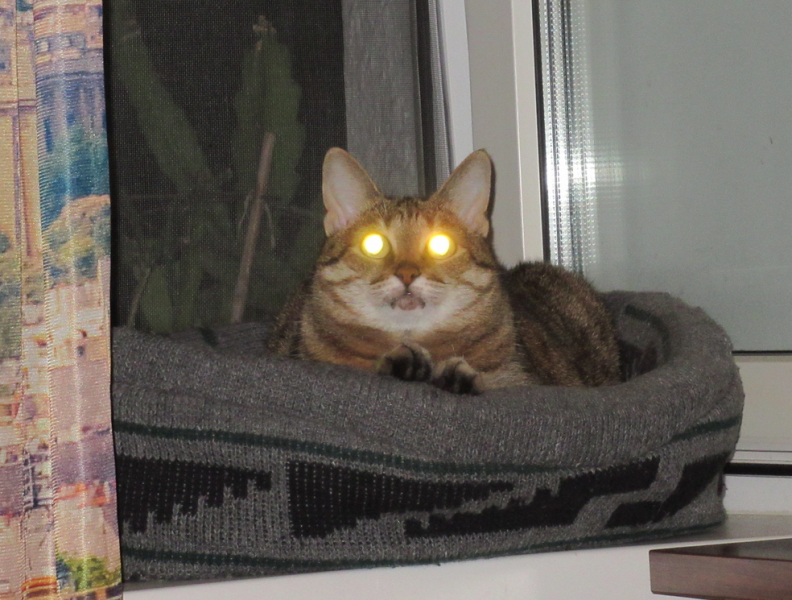 Кошки в нашей жизни. Кошки и все, что с ними связано.