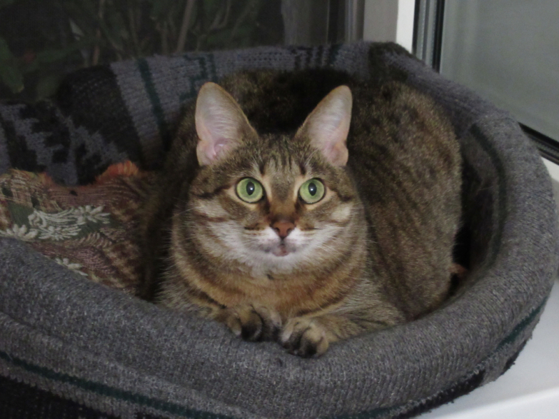 Кошки в нашей жизни. Кошки и все, что с ними связано.