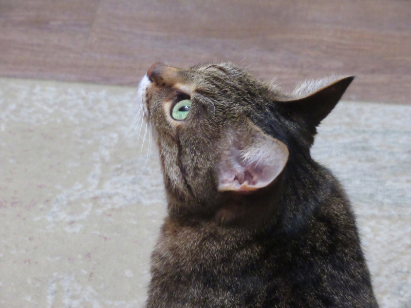 Кошки в нашей жизни. Кошки и все, что с ними связано.