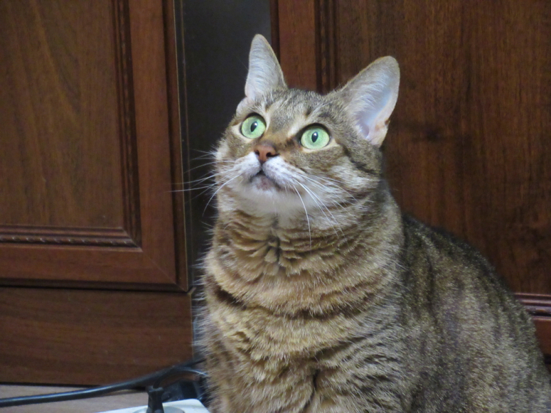 Кошки в нашей жизни. Кошки и все, что с ними связано.