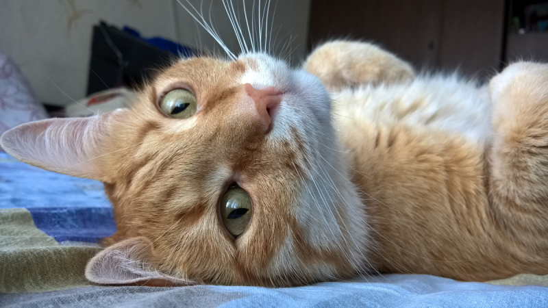 Кошки в нашей жизни. Кошки и все, что с ними связано.