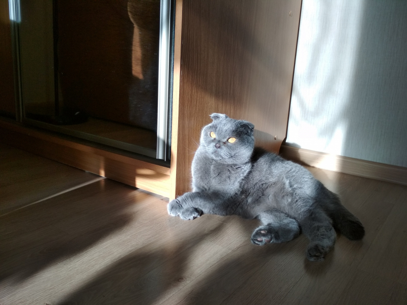 Кошки в нашей жизни. Кошки и все, что с ними связано.