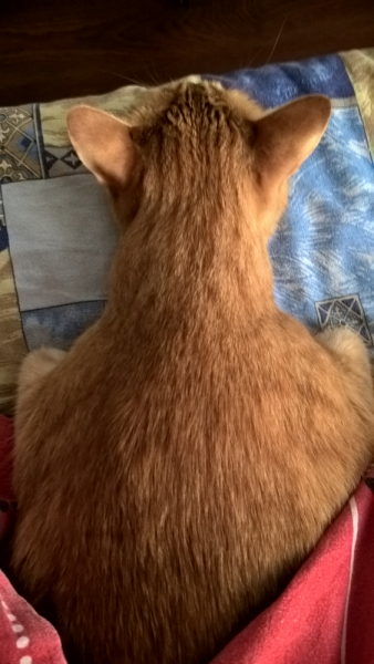 Кошки в нашей жизни. Кошки и все, что с ними связано.