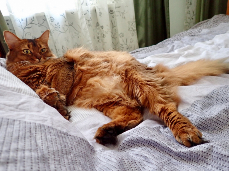 Кошки в нашей жизни. Кошки и все, что с ними связано.