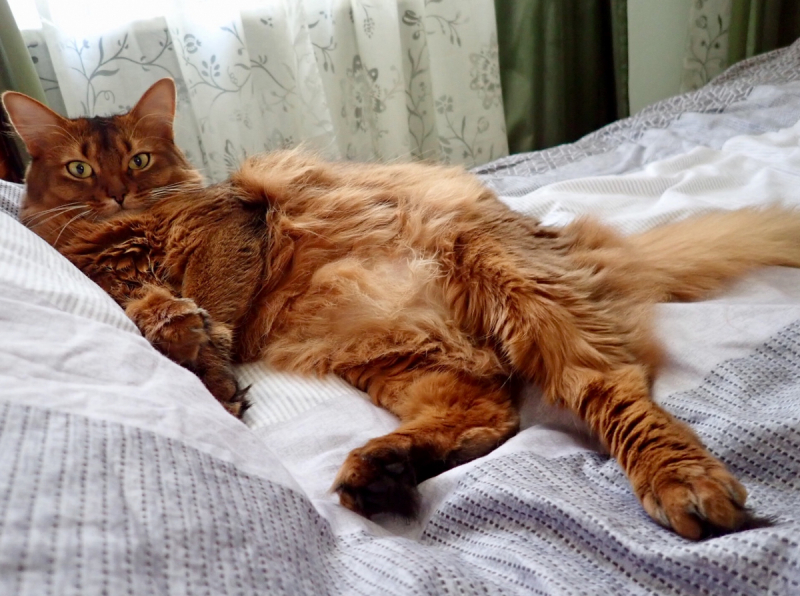 Кошки в нашей жизни. Кошки и все, что с ними связано.