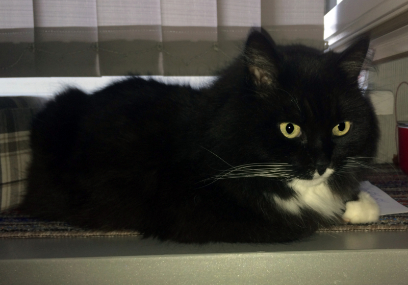 Кошки в нашей жизни. Кошки и все, что с ними связано.