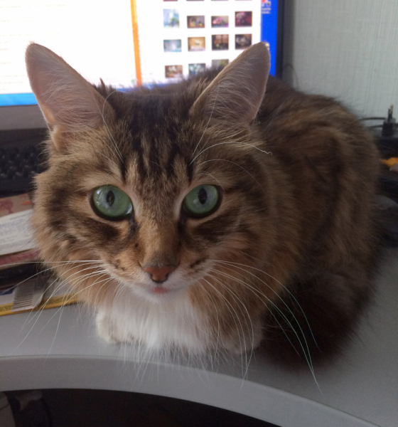 Кошки в нашей жизни. Кошки и все, что с ними связано.