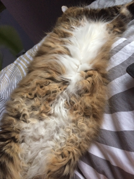 Кошки в нашей жизни. Кошки и все, что с ними связано.