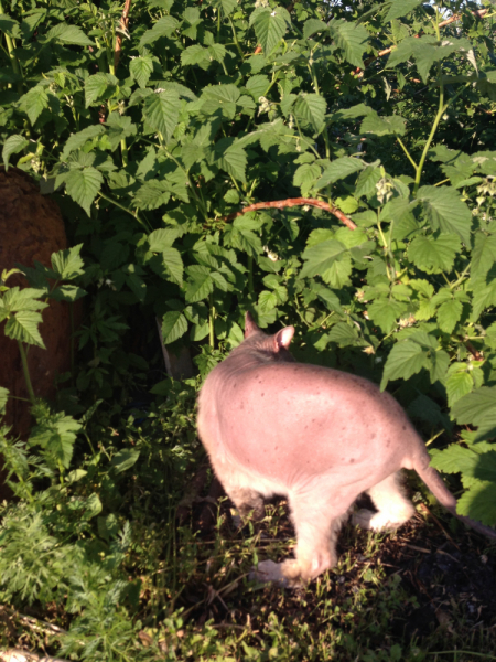 Кошки в нашей жизни. Кошки и все, что с ними связано.
