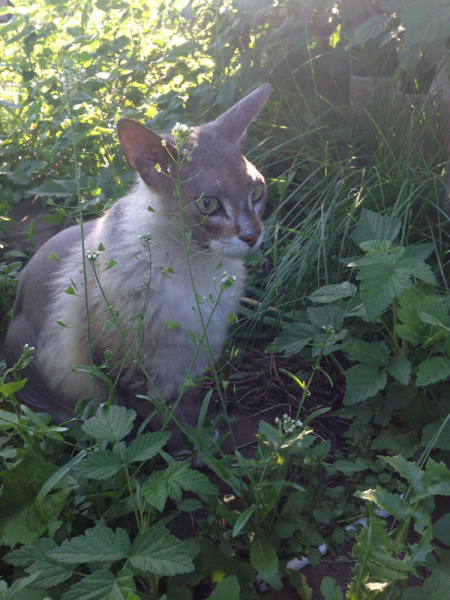 Кошки в нашей жизни. Кошки и все, что с ними связано.