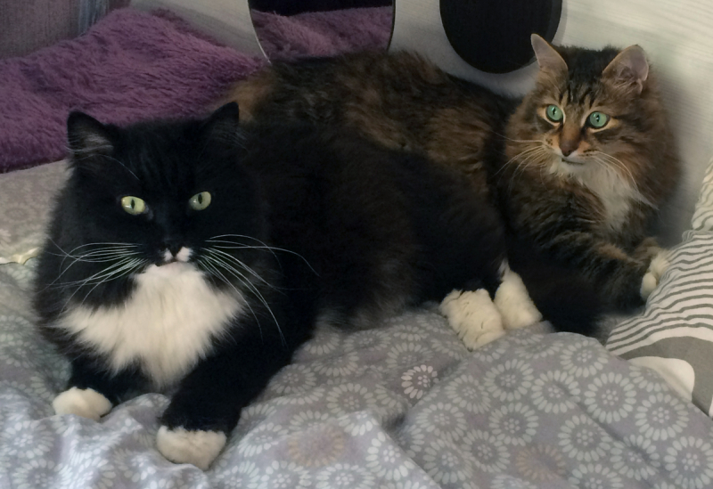 Кошки в нашей жизни. Кошки и все, что с ними связано.