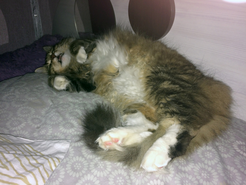 Кошки в нашей жизни. Кошки и все, что с ними связано.