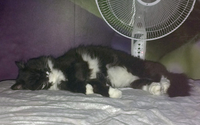 Кошки в нашей жизни. Кошки и все, что с ними связано.