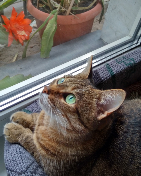 Кошки в нашей жизни. Кошки и все, что с ними связано.