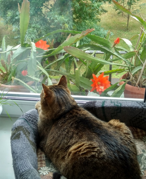 Кошки в нашей жизни. Кошки и все, что с ними связано.