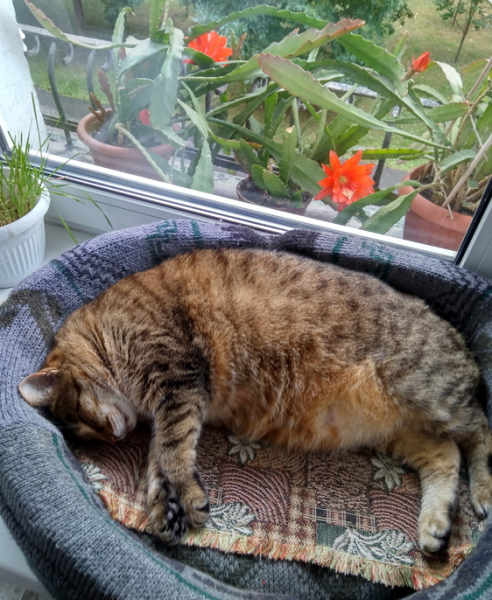 Кошки в нашей жизни. Кошки и все, что с ними связано.